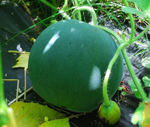 Load image into Gallery viewer, Buy Online High Quality Sugar Baby Watermelon Seeds, Heirloom Seeds, Ice Box Melon, Organic, USA, Small Melons | Buy Rare, And Extraordinary Heirloom Seeds - Seeds to Cherish
