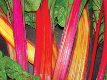 Load image into Gallery viewer, Buy Online High Quality Rainbow Swiss Chard MIx, Five Color, Heirloom Seeds, Organic, Non Gmo, Easy to Grow | Buy Rare, And Extraordinary Heirloom Seeds - Seeds to Cherish
