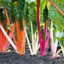 Load image into Gallery viewer, Buy Online High Quality Rainbow Swiss Chard MIx, Five Color, Heirloom Seeds, Organic, Non Gmo, Easy to Grow | Buy Rare, And Extraordinary Heirloom Seeds - Seeds to Cherish
