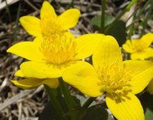 Load image into Gallery viewer, Buy Online High Quality Swamp Marigold, Flower Seeds Marsh Marigold | Buy Rare, And Extraordinary Heirloom Seeds - Seeds to Cherish
