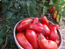 Load image into Gallery viewer, Buy Online High Quality Heirloom San Marzano Tomato Seeds | Buy Rare, And Extraordinary Heirloom Seeds - Seeds to Cherish
