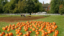 Load image into Gallery viewer, Buy Online High Quality Heirloom, Pumpkin Seeds, Howden | Buy Rare, And Extraordinary Heirloom Seeds - Seeds to Cherish
