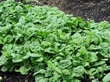 Load image into Gallery viewer, Buy Online High Quality Spinach Seeds, Heirloom, Bloomsdale, Organic, | Buy Rare, And Extraordinary Heirloom Seeds - Seeds to Cherish
