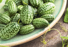 Load image into Gallery viewer, Buy Online High Quality Mouse Melon, Cucamelon Seed, Tiny Melon, Tiny fruit to grow, Melothria scobra, Rare Seeds | Buy Rare, And Extraordinary Heirloom Seeds - Seeds to Cherish
