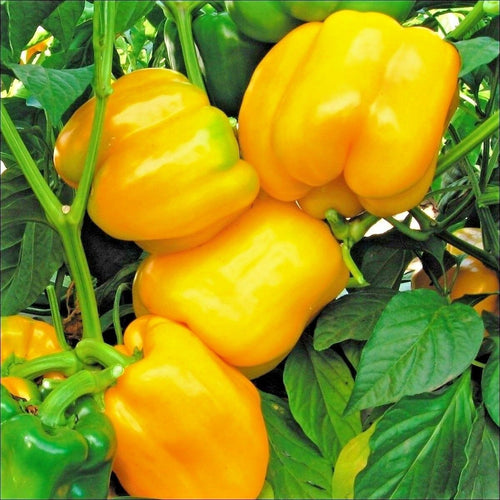 Buy Online High Quality Heirloom Big Yellow Bell Pepper Seeds, Yellow Sunbright, | Buy Rare, And Extraordinary Heirloom Seeds - Seeds to Cherish