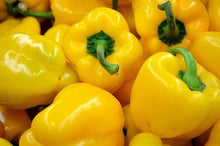 Load image into Gallery viewer, Buy Online High Quality Heirloom Big Yellow Bell Pepper Seeds, Yellow Sunbright, | Buy Rare, And Extraordinary Heirloom Seeds - Seeds to Cherish
