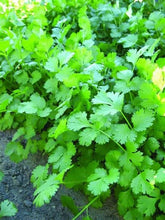 Load image into Gallery viewer, Buy Online High Quality Cilantro Seeds Slow Bolting Heirloom | Buy Rare, And Extraordinary Heirloom Seeds - Seeds to Cherish
