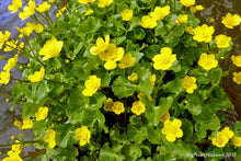 Load image into Gallery viewer, Buy Online High Quality Swamp Marigold, Flower Seeds Marsh Marigold | Buy Rare, And Extraordinary Heirloom Seeds - Seeds to Cherish
