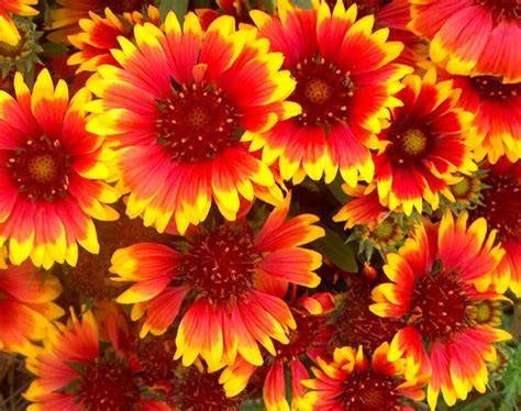 indian flower seeds online Heirloom Indian Blanket, Gillardia Flower Seeds,