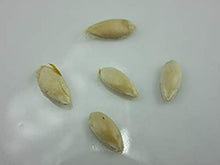 Load image into Gallery viewer, Buy Online High Quality Kajari Melon Seeds, Rare Heirloom | Buy Rare, And Extraordinary Heirloom Seeds - Seeds to Cherish
