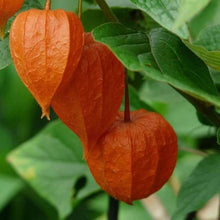 Load image into Gallery viewer, Buy Online High Quality Heirloom Ground Cherry Seeds, Aunt Molly Berry Seeds | Buy Rare, And Extraordinary Heirloom Seeds - Seeds to Cherish
