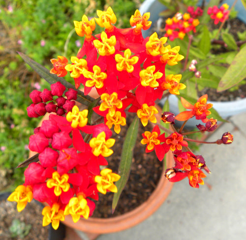 Buy Online High Quality Scarlet Red Milkweed, Flower Seeds,  Blood Flower | Buy Rare, And Extraordinary Heirloom Seeds - Seeds to Cherish