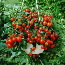 Load image into Gallery viewer, Buy Online High Quality Heirloom Dwarf Tiny Tim Tomato Seeds, | Buy Rare, And Extraordinary Heirloom Seeds - Seeds to Cherish

