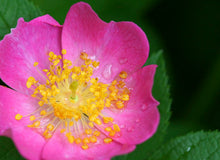 Load image into Gallery viewer, Buy Online High Quality Prairie Wild Rose Seeds, Pink Rose, | Buy Rare, And Extraordinary Heirloom Seeds - Seeds to Cherish
