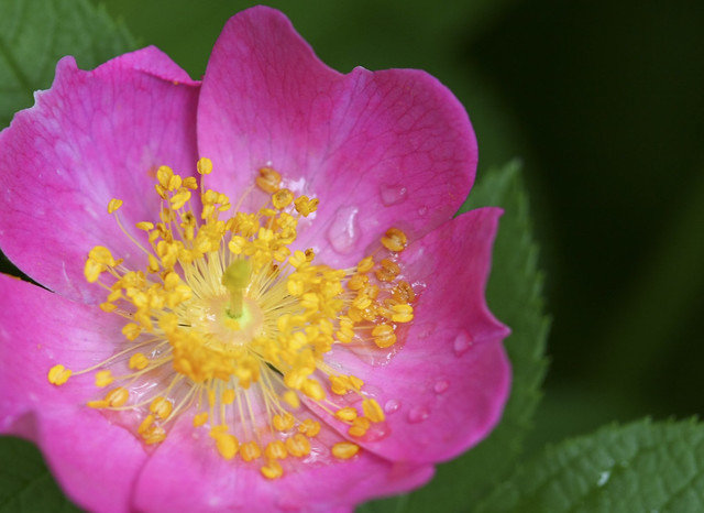 wild prairie rose seeds 25 Prairie Wild Rose Seeds, Pink Rose
