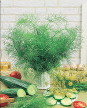 Load image into Gallery viewer, Buy Online High Quality Heirloom Dill Seed, Slow Bolting, | Buy Rare, And Extraordinary Heirloom Seeds - Seeds to Cherish
