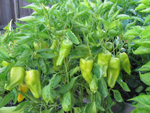 Load image into Gallery viewer, Buy Online High Quality Heirloom Cubanelle Sweet Pepper Seeds, Organic | Buy Rare, And Extraordinary Heirloom Seeds - Seeds to Cherish
