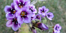 Load image into Gallery viewer, Buy Online High Quality Birds Eyes Flower Seeds, Fragrant, | Buy Rare, And Extraordinary Heirloom Seeds - Seeds to Cherish
