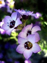 Load image into Gallery viewer, Buy Online High Quality Birds Eyes Flower Seeds, Fragrant, | Buy Rare, And Extraordinary Heirloom Seeds - Seeds to Cherish
