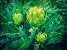 Load image into Gallery viewer, Buy Online High Quality Heirloom Green Globe Artichoke Seeds, Organic | Buy Rare, And Extraordinary Heirloom Seeds - Seeds to Cherish
