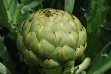 Load image into Gallery viewer, Buy Online High Quality Heirloom Green Globe Artichoke Seeds, Organic | Buy Rare, And Extraordinary Heirloom Seeds - Seeds to Cherish
