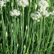 Load image into Gallery viewer, Buy Online High Quality Heirloom Garlic Chives Seeds Organic Non Gmo USA Easy to Grow Garlic Flavor Perennial Patio Gardening | Buy Rare, And Extraordinary Heirloom Seeds - Seeds to Cherish
