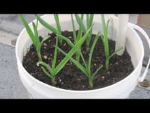 Load image into Gallery viewer, Buy Online High Quality Heirloom Garlic Chives Seeds Organic Non Gmo USA Easy to Grow Garlic Flavor Perennial Patio Gardening | Buy Rare, And Extraordinary Heirloom Seeds - Seeds to Cherish
