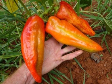Buy Online High Quality Rare Heirloom Aconcagua Sweet Pepper | Buy Rare, And Extraordinary Heirloom Seeds - Seeds to Cherish