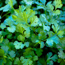 Load image into Gallery viewer, Buy Online High Quality Cilantro Seeds Slow Bolting Heirloom | Buy Rare, And Extraordinary Heirloom Seeds - Seeds to Cherish
