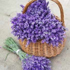 Buy Online High Quality English Lavender Seeds, Heirloom, Organic, Fragrant | Buy Rare, And Extraordinary Heirloom Seeds - Seeds to Cherish