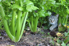 Load image into Gallery viewer, Buy Online High Quality Heirloom Celery, Tall Utah, Seeds, Easy to Grow, Fall Gardening | Buy Rare, And Extraordinary Heirloom Seeds - Seeds to Cherish
