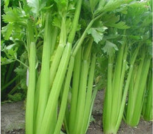 Load image into Gallery viewer, Buy Online High Quality Heirloom Celery, Tall Utah, Seeds, Easy to Grow, Fall Gardening | Buy Rare, And Extraordinary Heirloom Seeds - Seeds to Cherish
