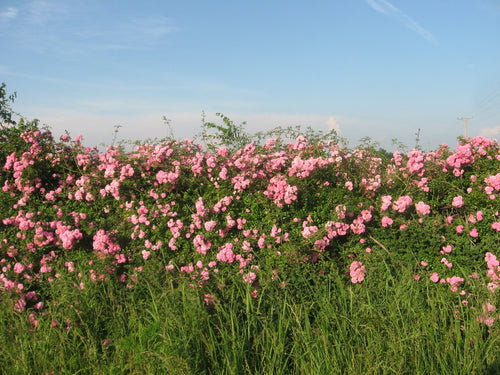 Buy Online High Quality Prairie Wild Rose Seeds, Pink Rose, | Buy Rare, And Extraordinary Heirloom Seeds - Seeds to Cherish