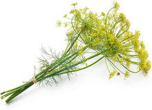 Load image into Gallery viewer, Buy Online High Quality Heirloom Dill Seed, Slow Bolting, | Buy Rare, And Extraordinary Heirloom Seeds - Seeds to Cherish
