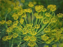 Load image into Gallery viewer, Buy Online High Quality Heirloom Dill Seed, Slow Bolting, | Buy Rare, And Extraordinary Heirloom Seeds - Seeds to Cherish
