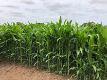 Load image into Gallery viewer, Buy Online High Quality Heirloom Bantam Corn Seed, Sweet Corn | Buy Rare, And Extraordinary Heirloom Seeds - Seeds to Cherish

