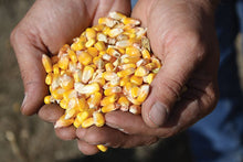 Load image into Gallery viewer, Buy Online High Quality Heirloom Bantam Corn Seed, Sweet Corn | Buy Rare, And Extraordinary Heirloom Seeds - Seeds to Cherish
