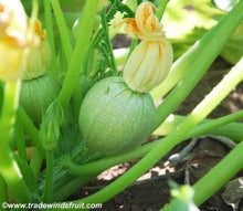 Load image into Gallery viewer, Buy Online High Quality Heirloom Round Tatume Squash Seeds, Zucchini Squash | Buy Rare, And Extraordinary Heirloom Seeds - Seeds to Cherish
