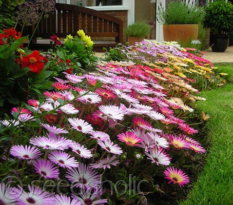 Buy Online High Quality Ice Plant Multicolor Flower Seed Mix, Ground Cover | Buy Rare, And Extraordinary Heirloom Seeds - Seeds to Cherish