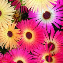 Load image into Gallery viewer, Buy Online High Quality Ice Plant Multicolor Flower Seed Mix, Ground Cover | Buy Rare, And Extraordinary Heirloom Seeds - Seeds to Cherish
