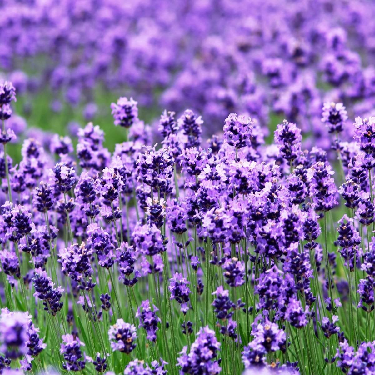 heirloom lavender seeds organic English Lavender Seeds, Heirloom, Organic, Fragrant