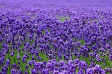 Load image into Gallery viewer, Buy Online High Quality English Lavender Seeds, Heirloom, Organic, Fragrant | Buy Rare, And Extraordinary Heirloom Seeds - Seeds to Cherish
