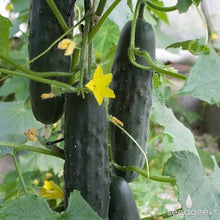 Load image into Gallery viewer, Buy Online High Quality Heirloom Cucumber Seeds, Marketmore | Buy Rare, And Extraordinary Heirloom Seeds - Seeds to Cherish
