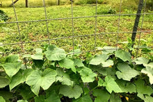 Load image into Gallery viewer, Buy Online High Quality Heirloom Cucumber Seeds, Marketmore | Buy Rare, And Extraordinary Heirloom Seeds - Seeds to Cherish
