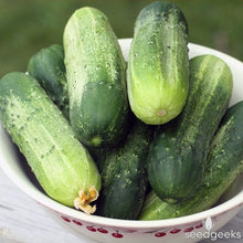 Load image into Gallery viewer, Buy Online High Quality Heirloom Cucumbers, Boston Pickling, Seeds, Organic, Crispy and Delicious | Buy Rare, And Extraordinary Heirloom Seeds - Seeds to Cherish
