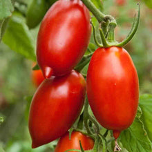 Load image into Gallery viewer, Buy Online High Quality Heirloom Amish Paste Tomato Seeds, Great for Sauce | Buy Rare, And Extraordinary Heirloom Seeds - Seeds to Cherish
