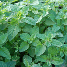 Load image into Gallery viewer, Buy Online High Quality Heirloom Italian Oregano Seeds, Non Gmo | Buy Rare, And Extraordinary Heirloom Seeds - Seeds to Cherish
