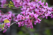Load image into Gallery viewer, Buy Online High Quality Heirloom Chinese Redbud Tree Seeds Beautiful Pink Flowering Tree | Buy Rare, And Extraordinary Heirloom Seeds - Seeds to Cherish
