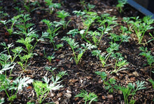 Load image into Gallery viewer, Buy Online High Quality Heirloom Carrot Seeds, Scarlet Nantes, Sweet, Coreless carrot, Non Gmo, USA, Easy to Grow, Fun for Kids | Buy Rare, And Extraordinary Heirloom Seeds - Seeds to Cherish
