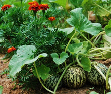 Load image into Gallery viewer, Buy Online High Quality Heirloom Tigger Melon Seeds, Rare | Buy Rare, And Extraordinary Heirloom Seeds - Seeds to Cherish
